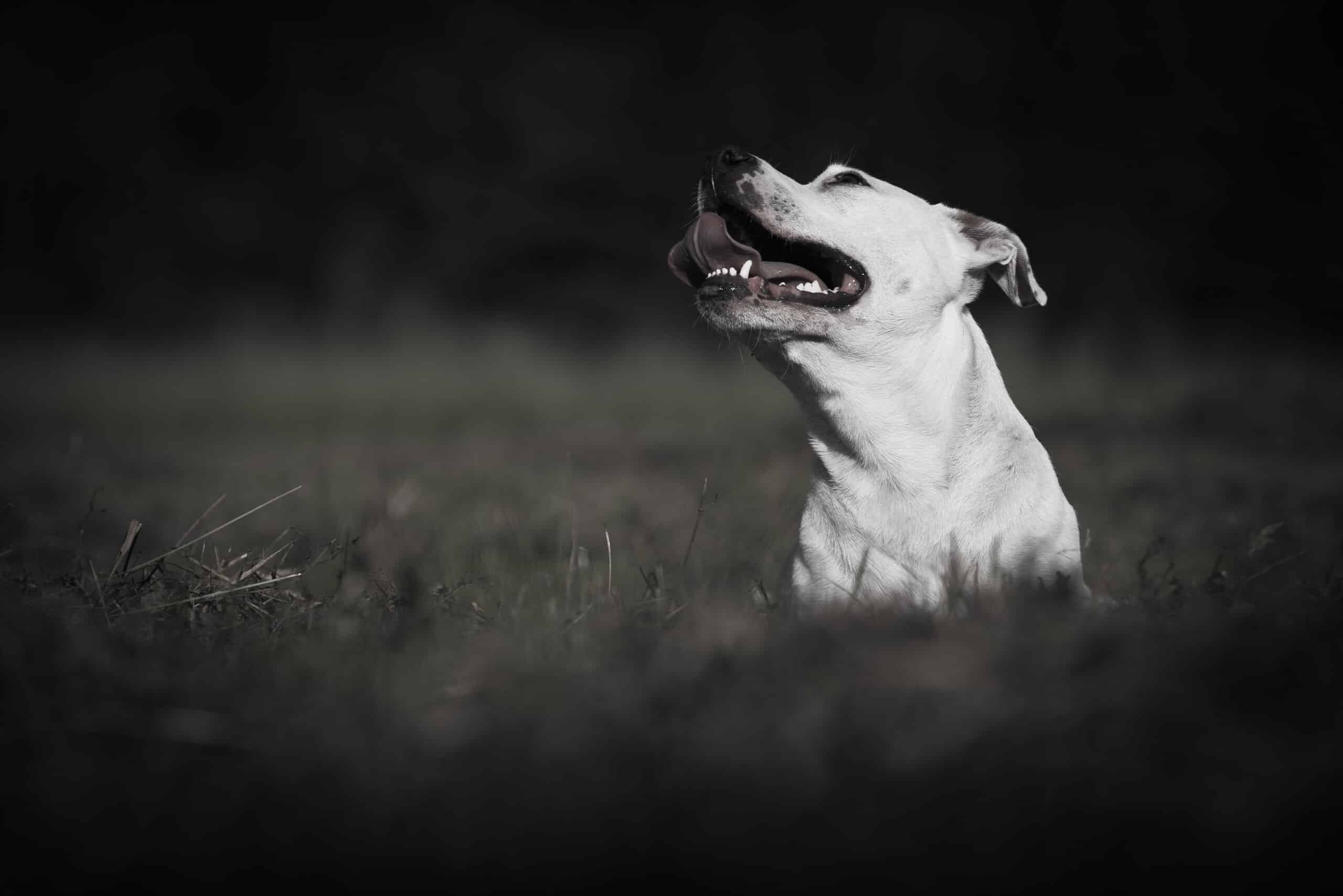 A white dog sitting in a grassy field in Scranton, representing the local cases handled by our dog bite lawyers to help victims recover medical costs.