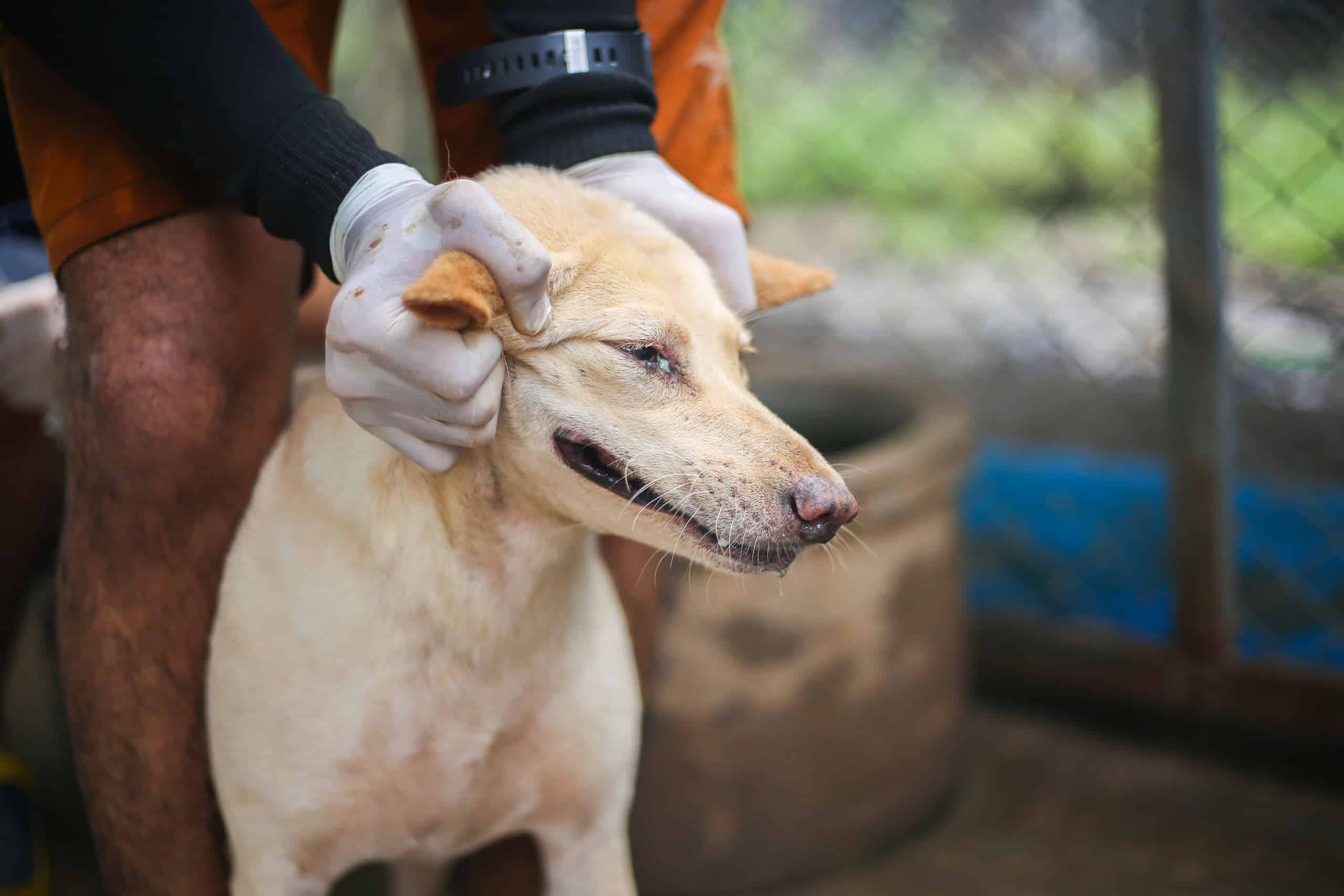 A close-up of a dog being examined by a person wearing gloves, illustrating the medical treatment and evidence gathering supported by The Slocum Firm.