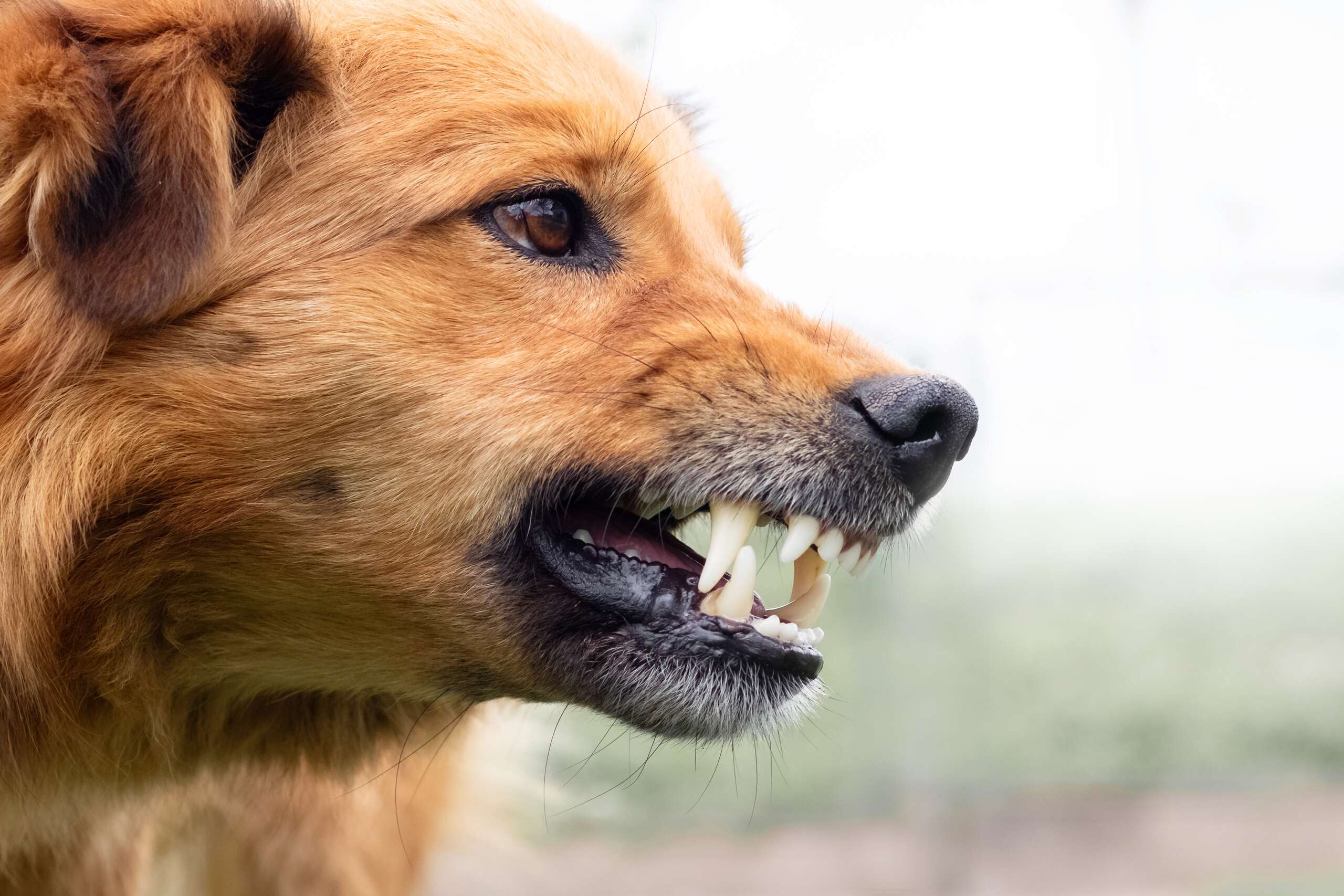 A close-up of a snarling dog baring its teeth, representing the evidence of negligence needed to seek pain and suffering damages in a Pennsylvania dog bite case.