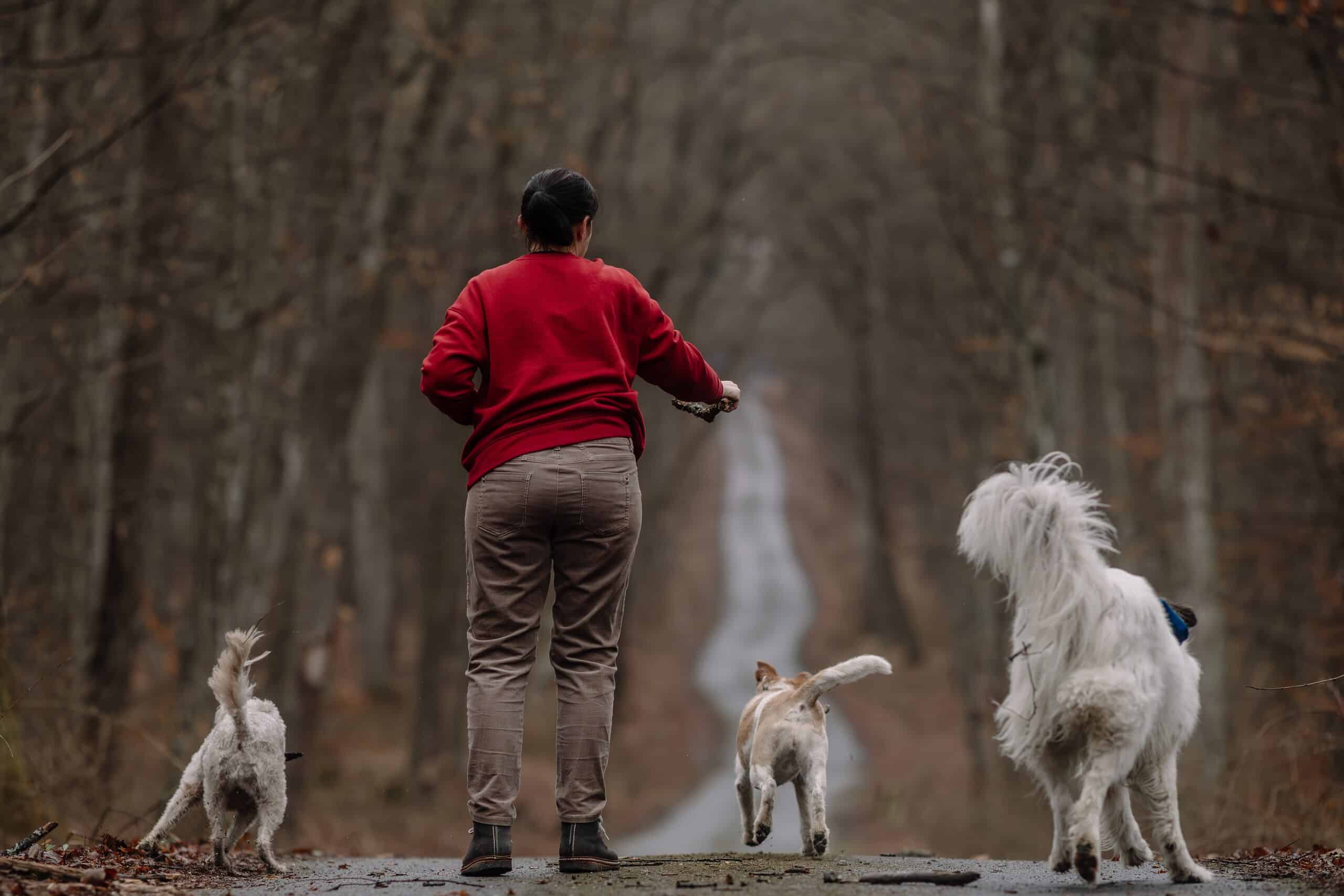 Three dogs running freely down a trail away from their owner, representing the "at large" conditions that establish owner liability in Scranton dog bite cases.