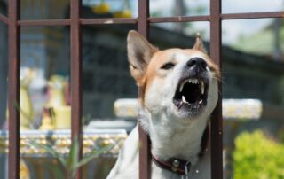 An aggressive dog barking through a metal fence at a rental property, illustrating a landlord's potential liability for a tenant's dangerous animal in Scranton.