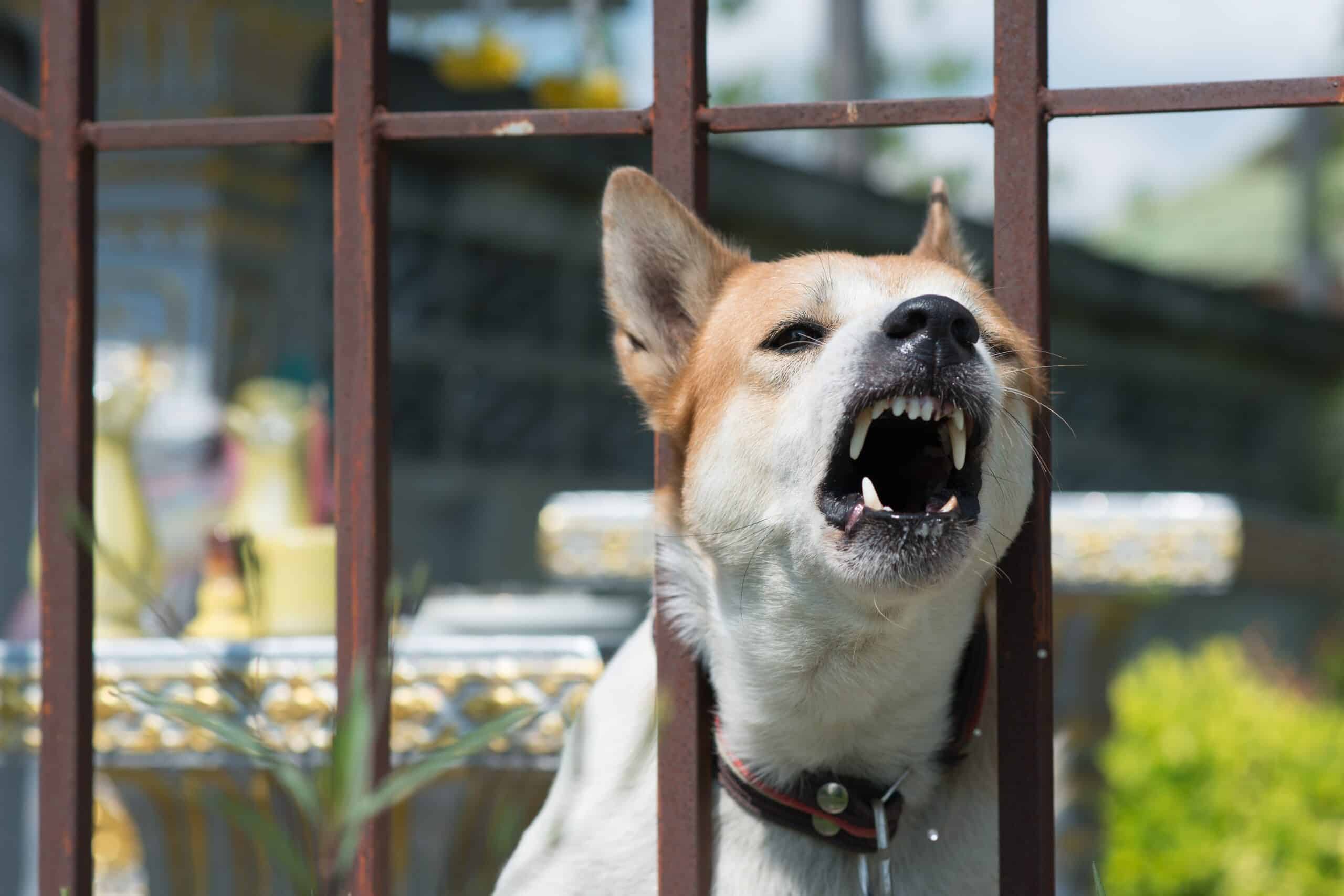 An aggressive dog barking through a metal fence at a rental property, illustrating a landlord's potential liability for a tenant's dangerous animal in Scranton.