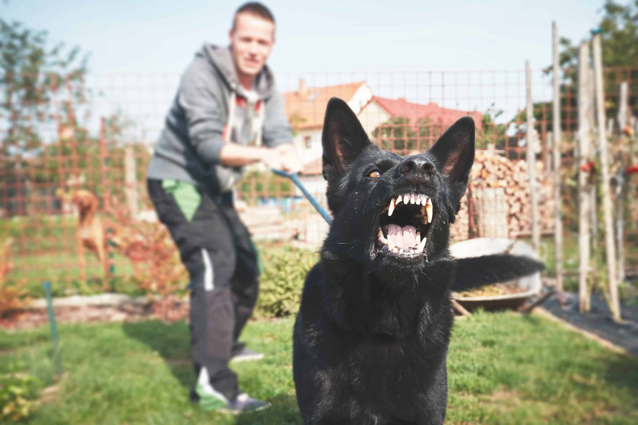 A large black dog lunging and baring teeth while a renter attempts to hold it back, representing the types of injuries and liability claims handled by The Slocum Firm in Pennsylvania.