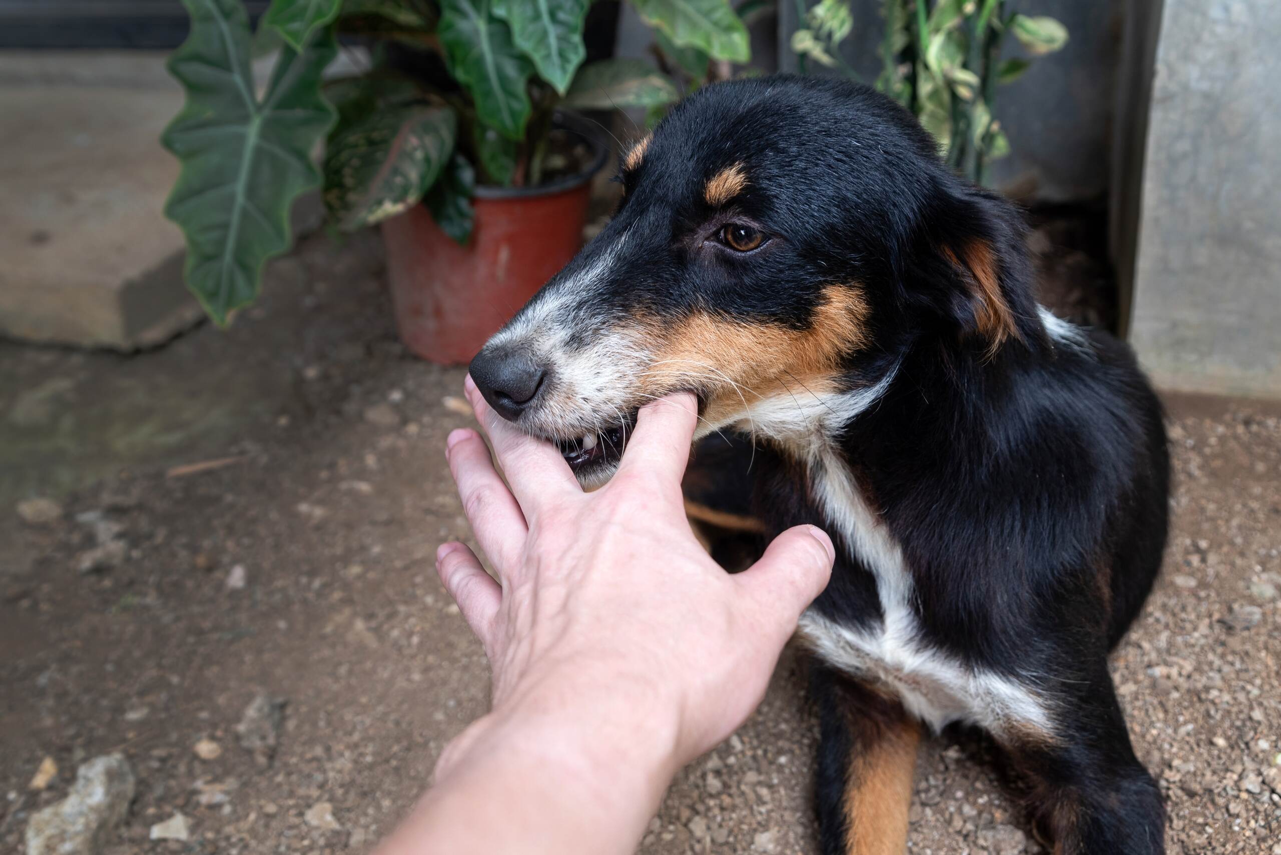 Black and tan dog biting a person's hand.