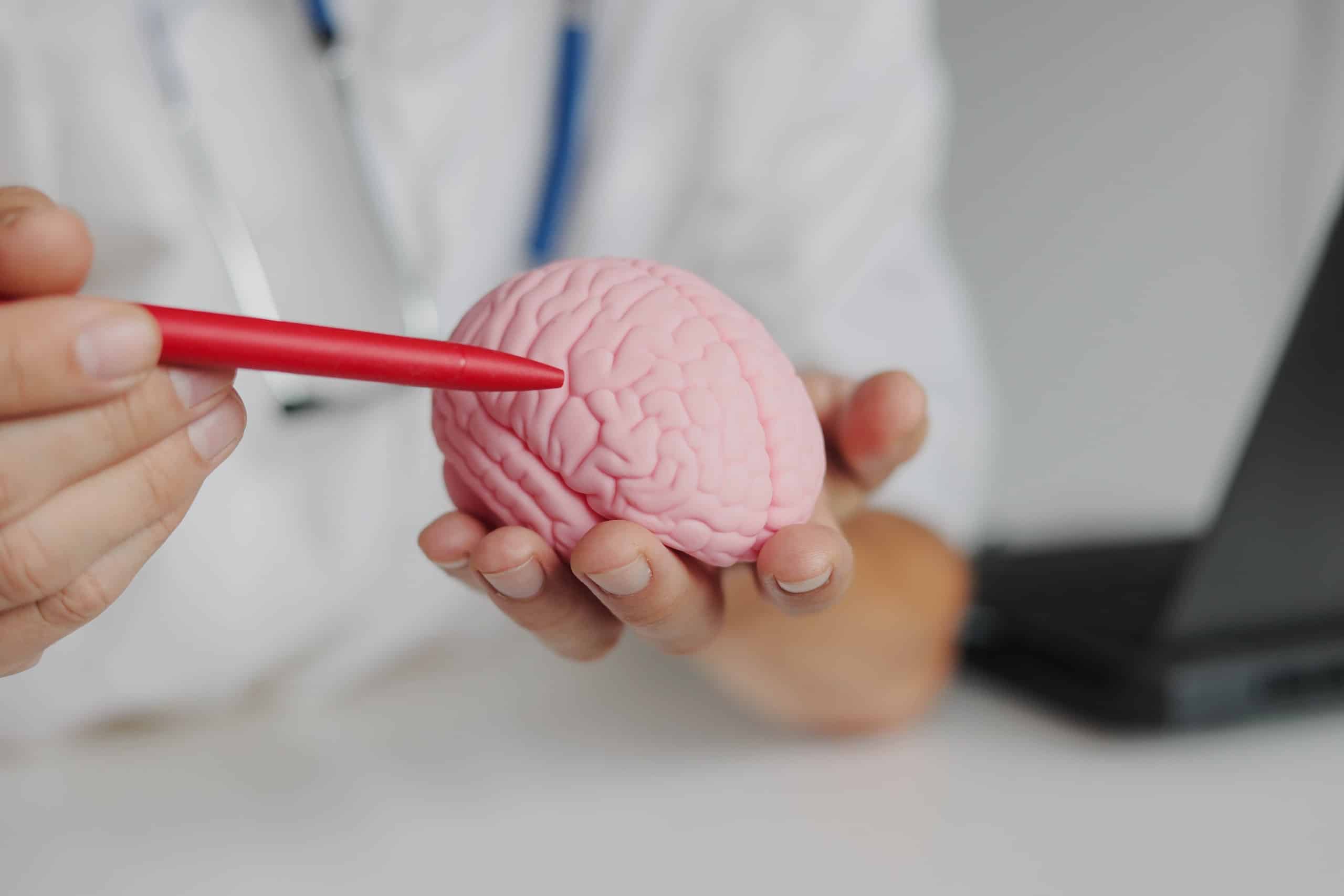 A doctor holding a brain model and pointing with a pen for cases evaluated by Philadelphia traumatic brain injury lawyers.
